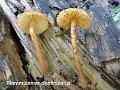 Flammulaster denticulatus-amf1254